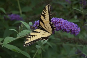 Swallowtail without tail